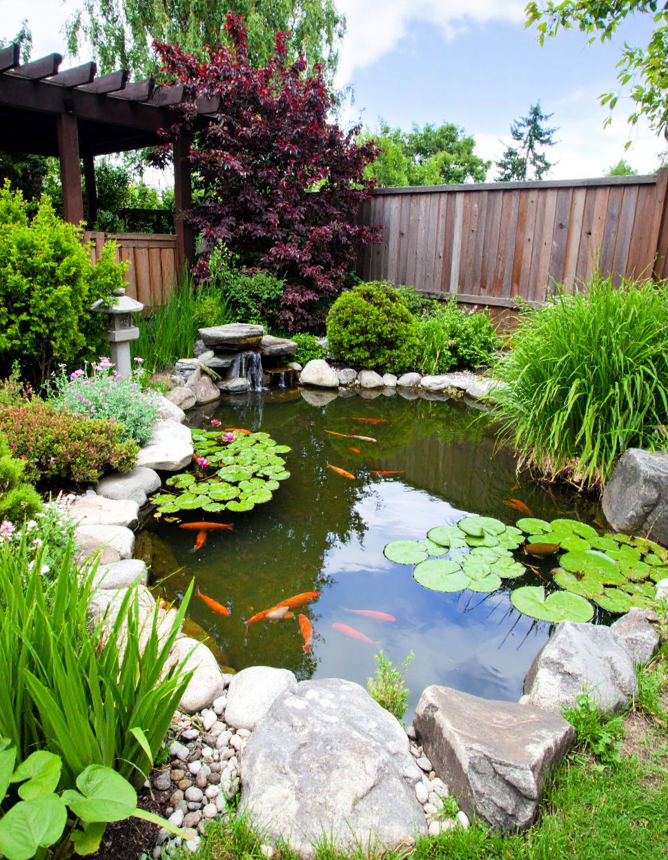 Best Pond With Fish and Turtles