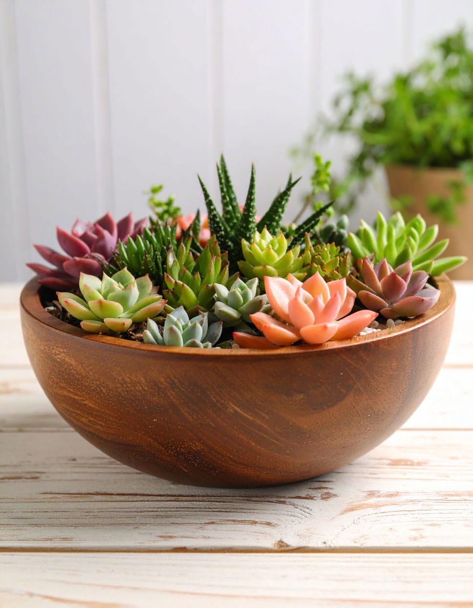 Creating a Low Maintenance Succulent Bowl