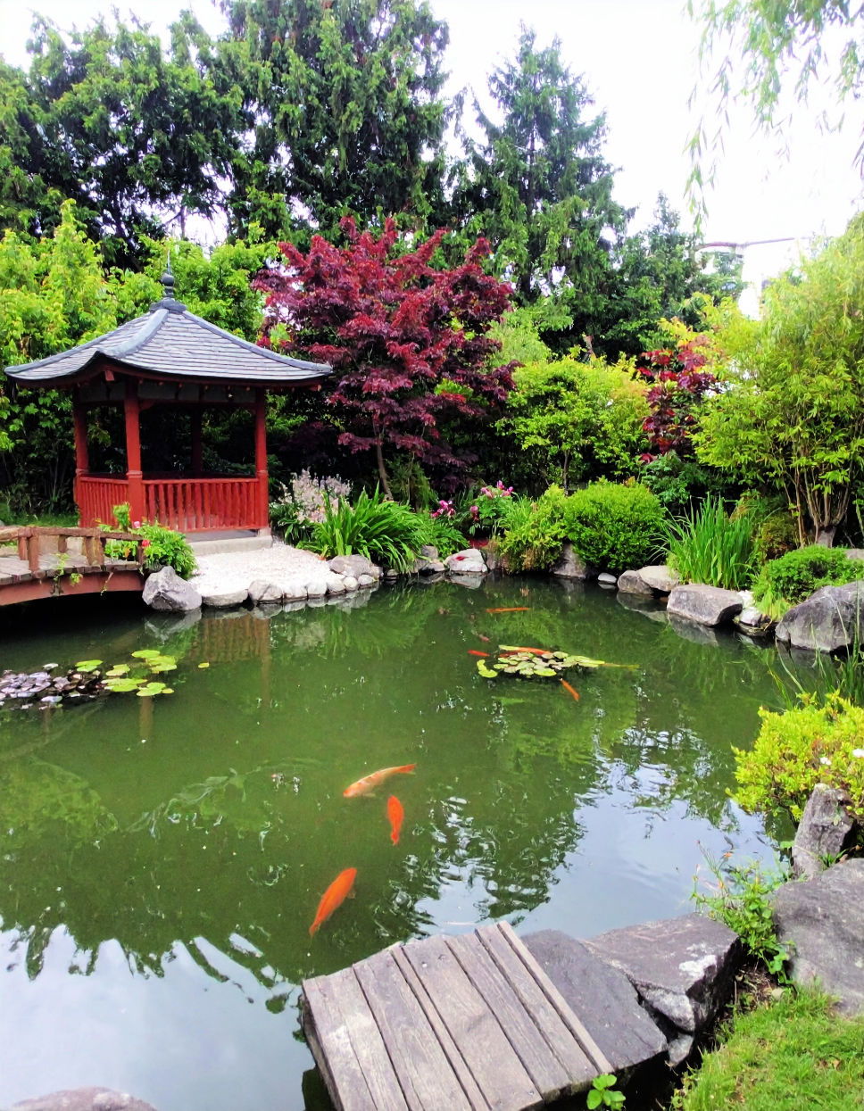 Pond With Fish and Aquatic Birds Idea