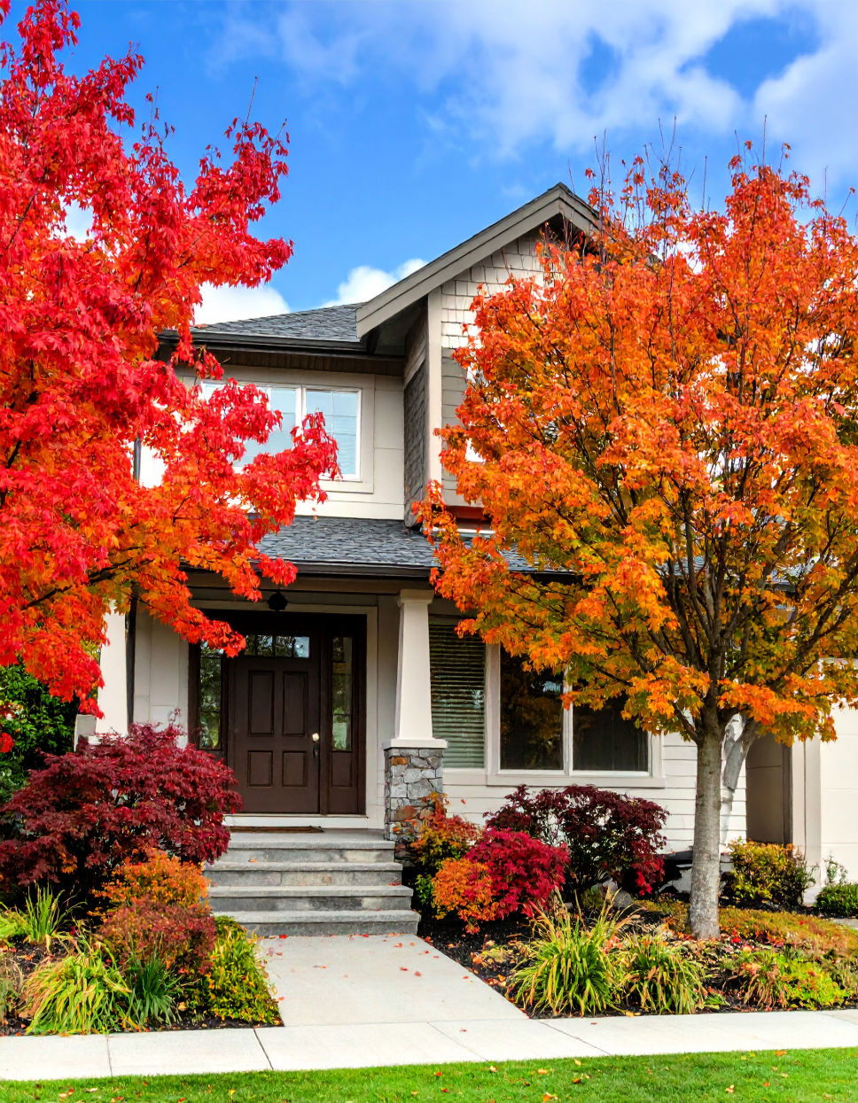Trees with Fall Foliage Tree Landscaping Ideas