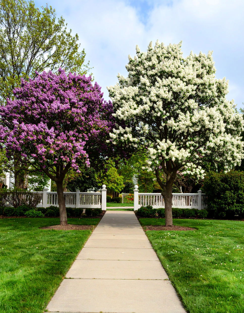 Trees with Fragrant Flowers Tree Landscaping Ideas