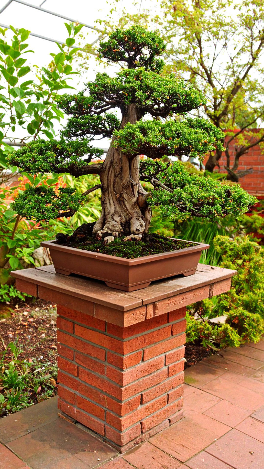 A Rotating Turntable Stage Aids Display and Maintenance - 25 bonsai garden ideas