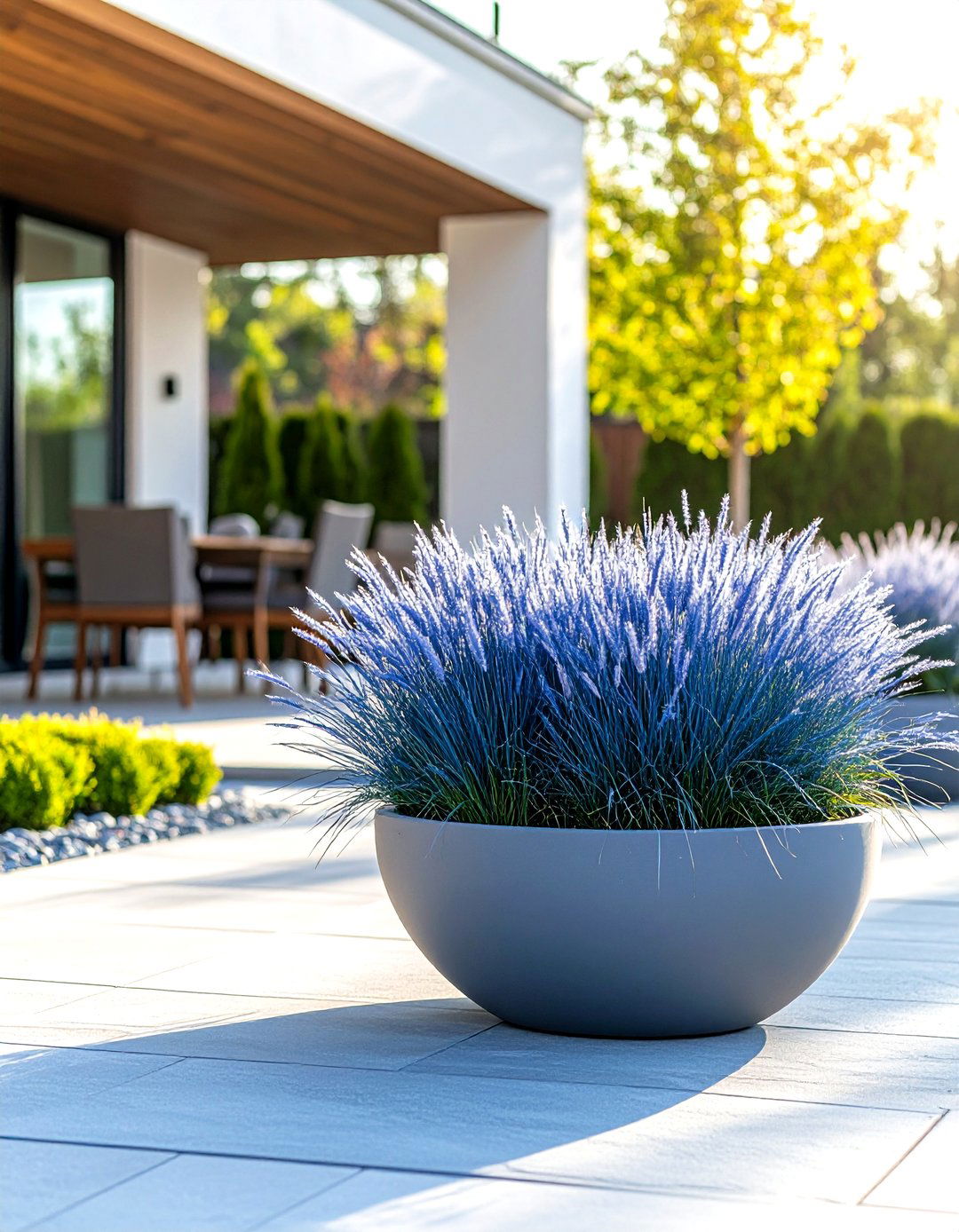 Blue Fescue Grass Supplies Year Round Steel Blue Tufts - 25 outdoor plants for patio