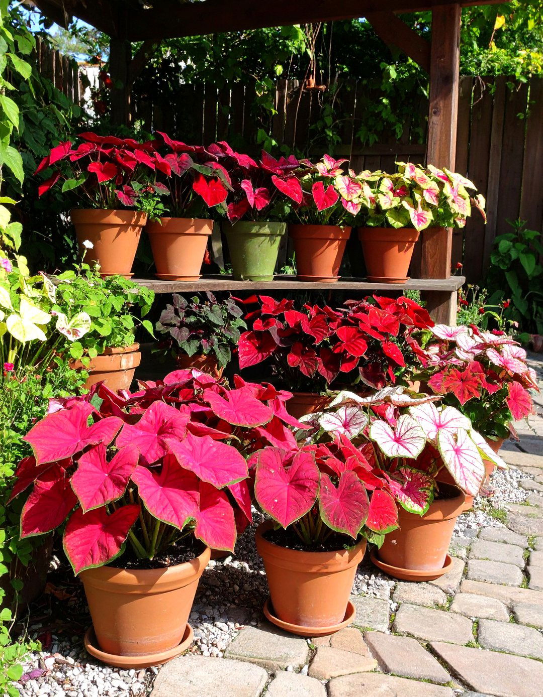 Caladium Fires Up Shade With Heart Shaped Neon Leaves - 25 outdoor plants for patio