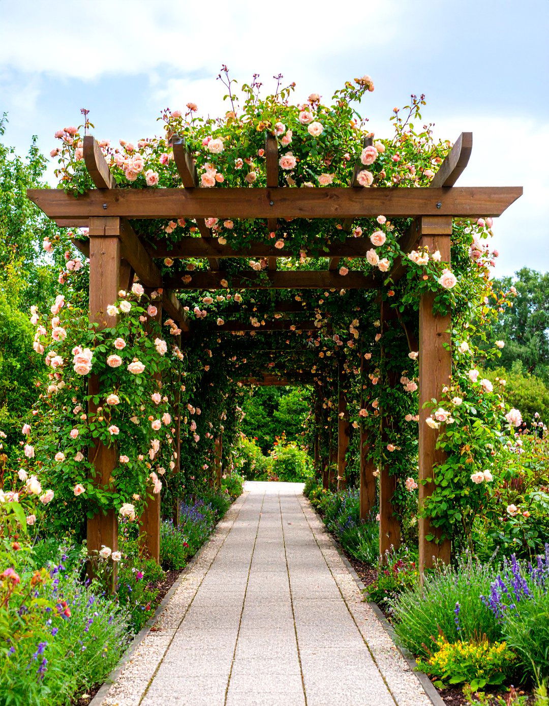 English Garden Rose Draped Pergola - 25 english garden ideas