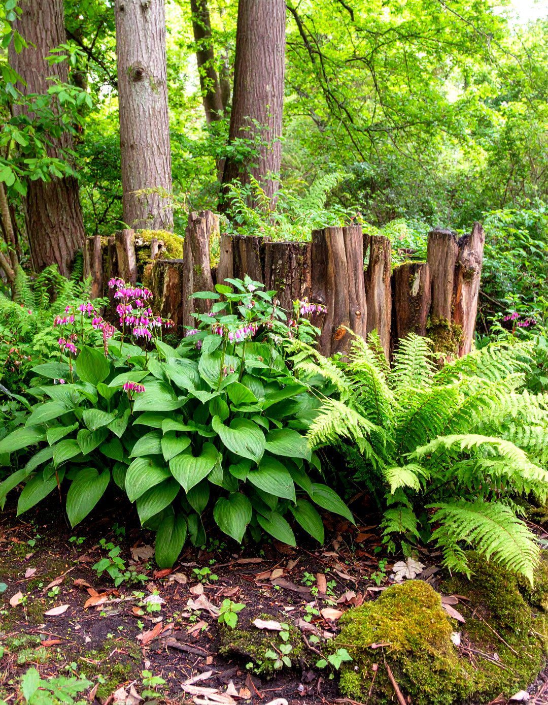 English Garden Shaded Fern Stumpery - 25 english garden ideas