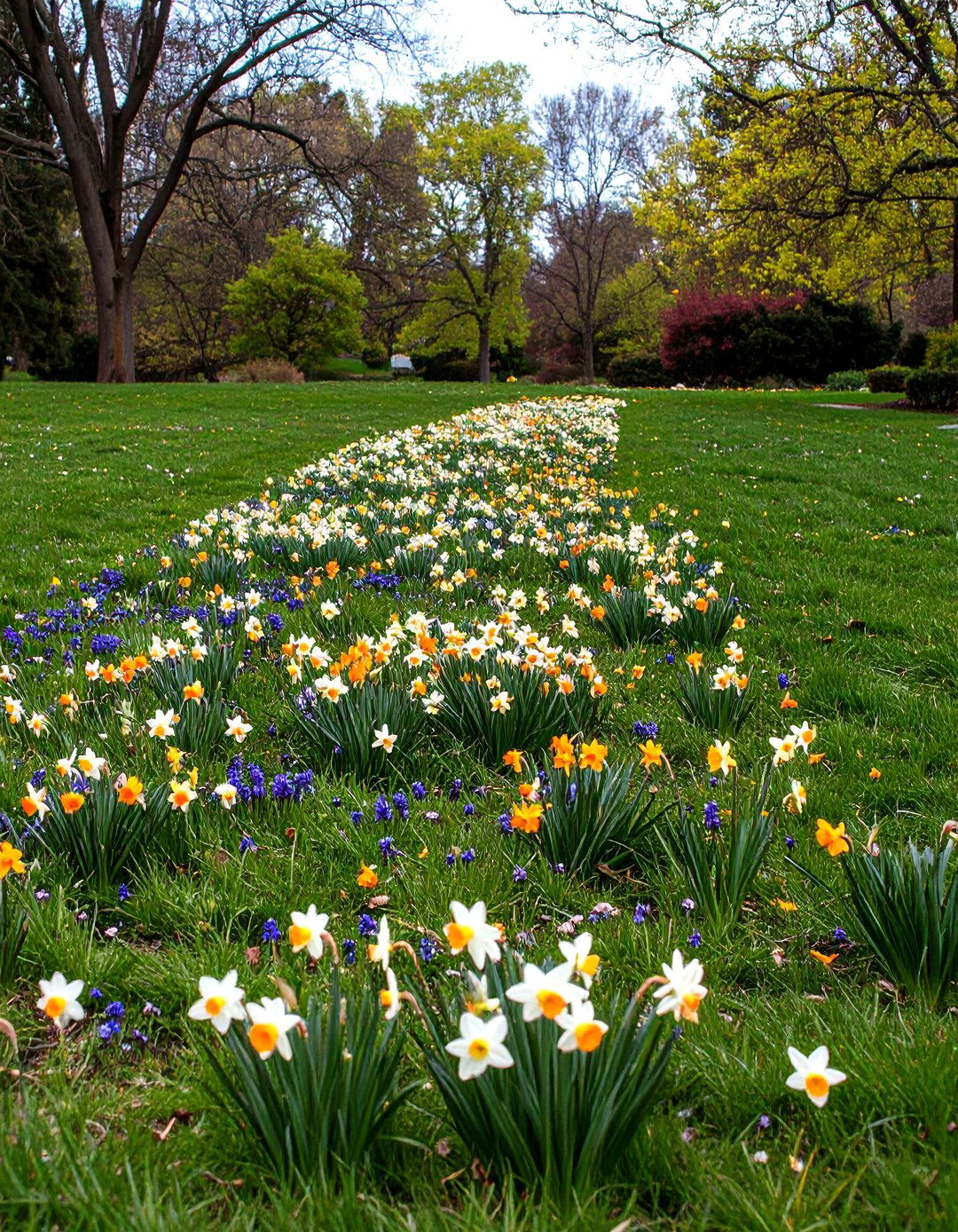 English Garden Spring Bulb Carpet - 25 english garden ideas