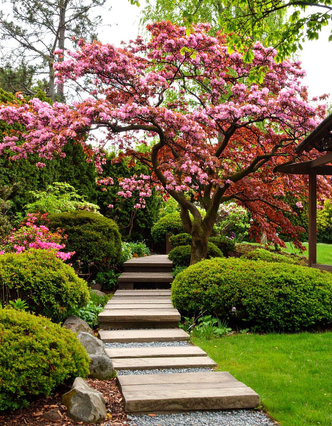 Japanese Maple Shade Cluster for Seasonal Drama - 25 asian landscaping ideas