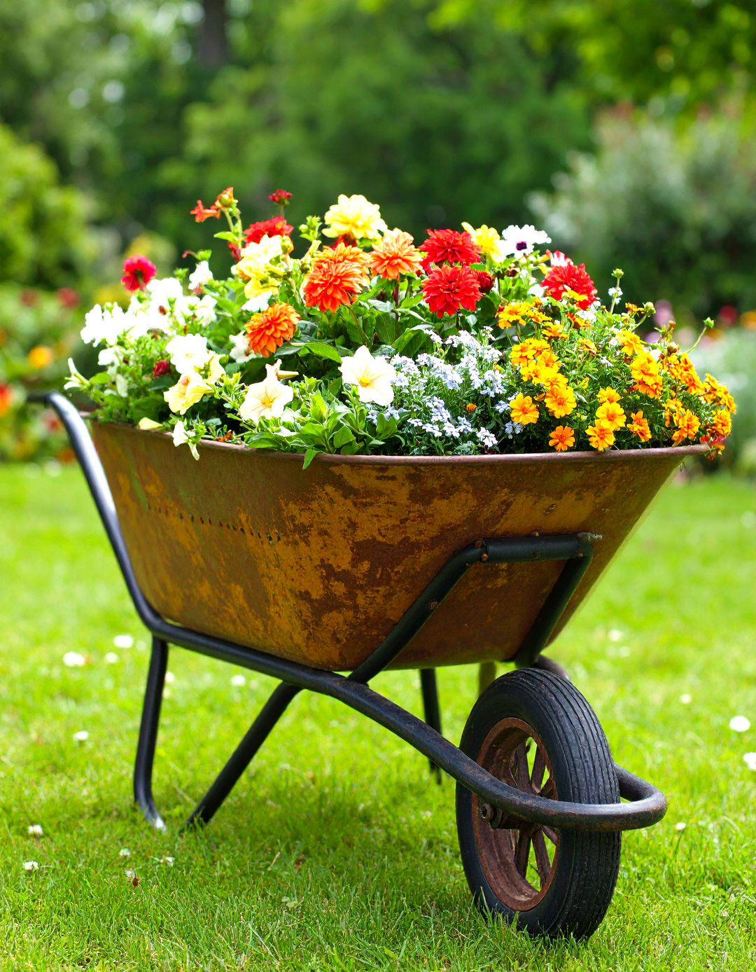Vintage Wheelbarrow Flower Planter Showpiece - 25 old wheelbarrow ideas