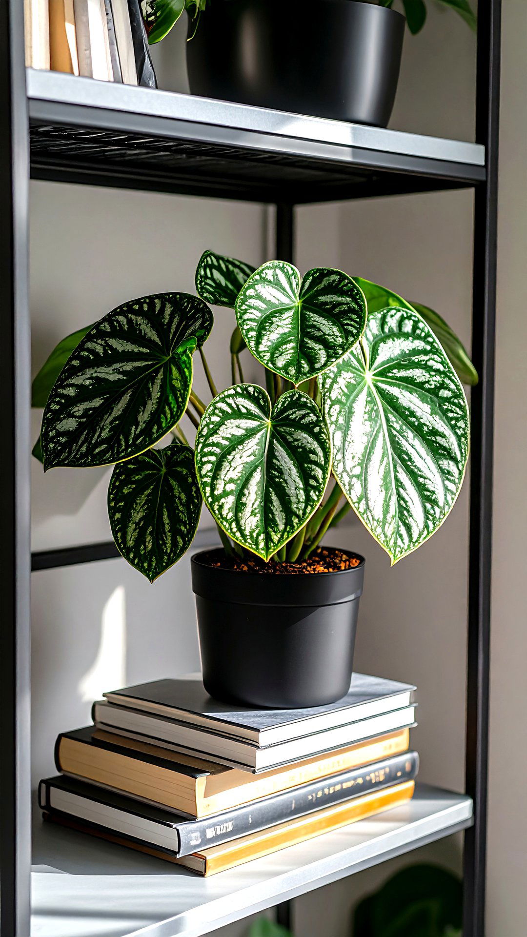 Watermelon Peperomia Packs Bold Foliage in Shade - 25 indoor plants that don't need sun