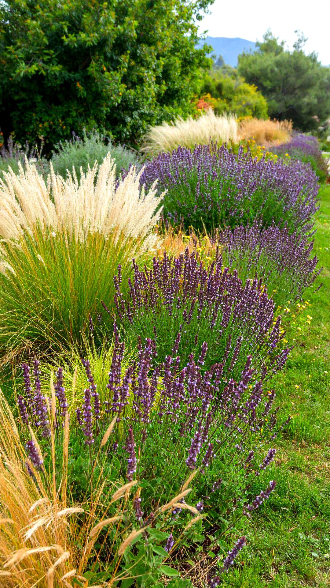 Wild Sage and Grass Meadow for Movement and Ecology - 25 greek garden ideas